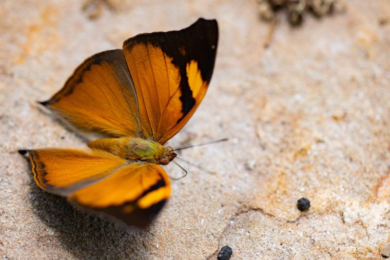 Leafwing butterfly (Doleschallia bisaltide)