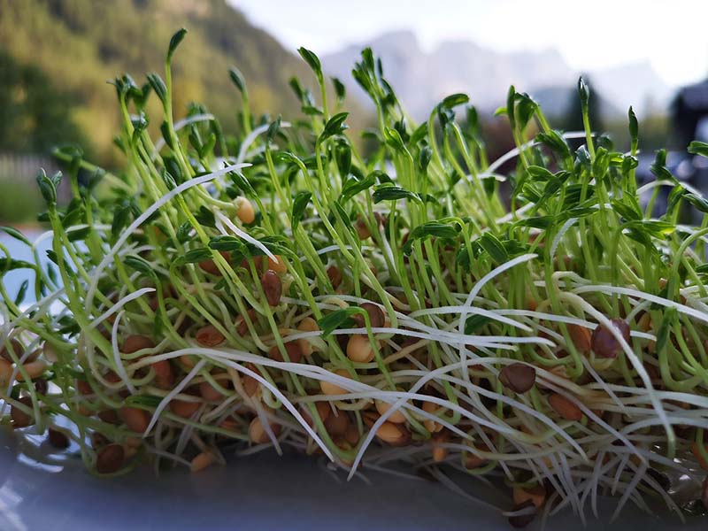 Lentils