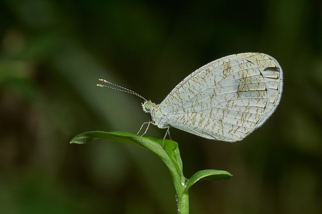 Leptosia_nina-Kadavoor-2017-05-04-003