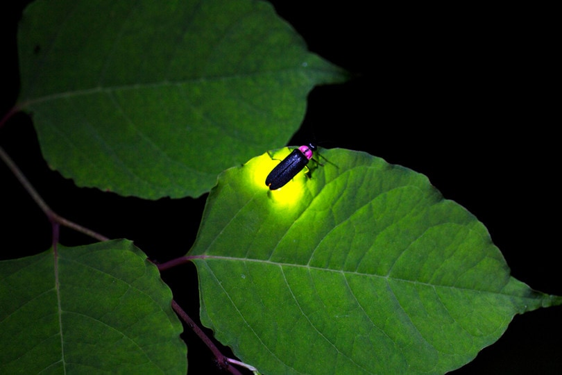 Lightning Bugs Fire Fly