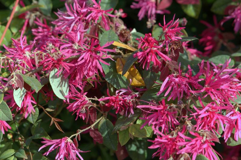 Loropetalum