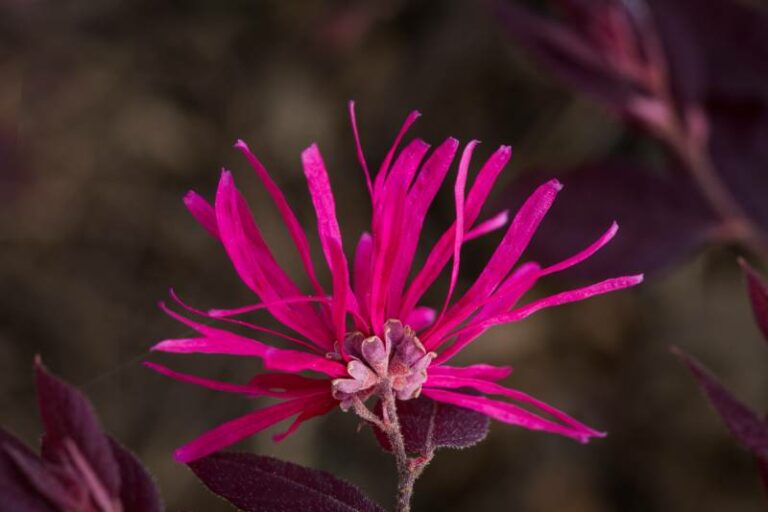 8 Tips on When and How to Prune Loropetalum | Home Grail