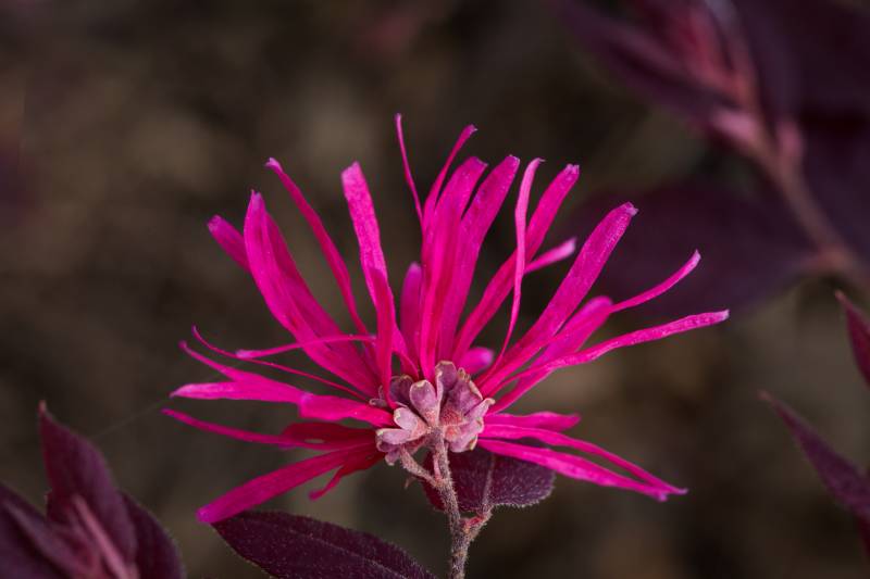 Loropetalum