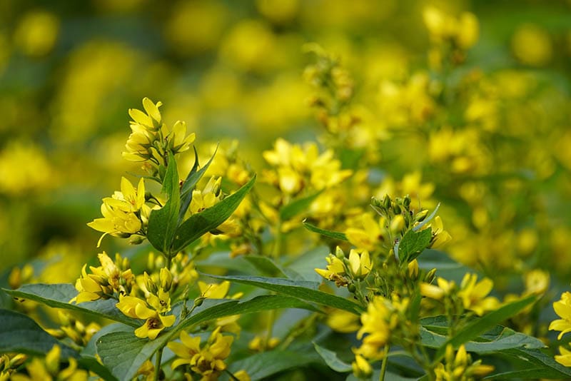 Lysimachia