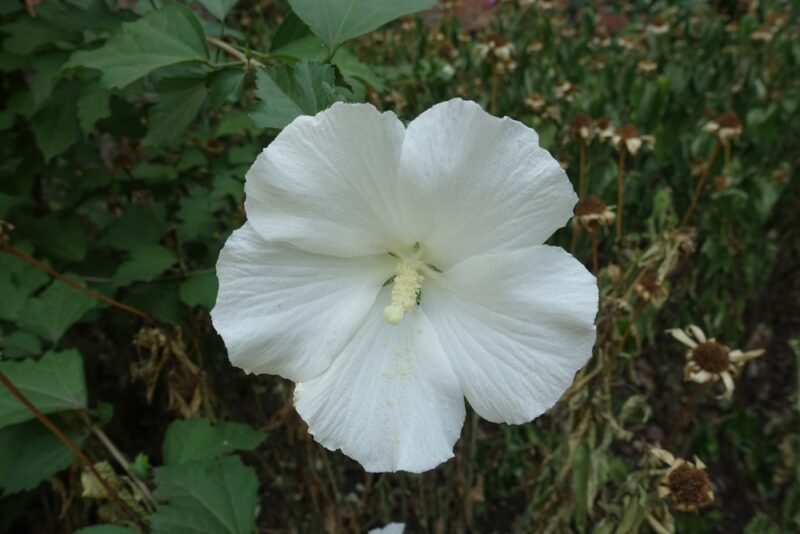 Macro of on pure white flower of Hibiscus syriacus in August