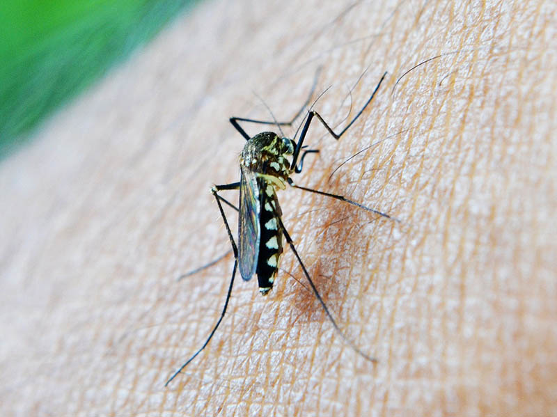 Malaria mosquito