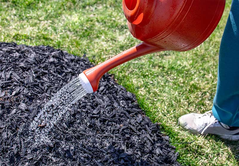Man spray water on black wood mulch for plantation