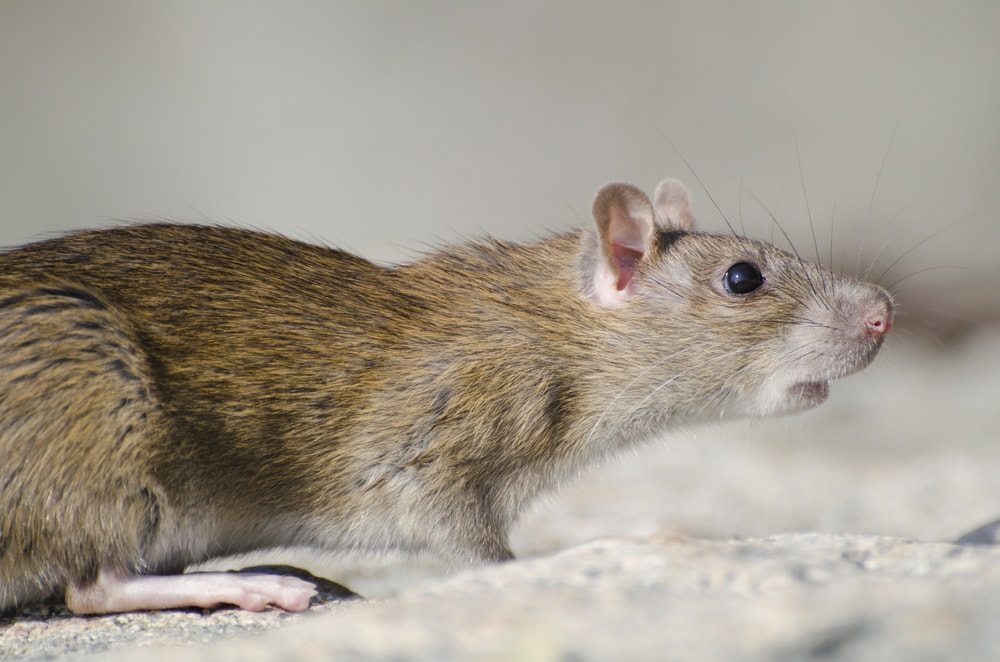 Marsh Rice Rat