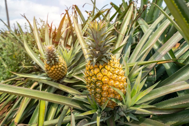 Mauritius Pineapple