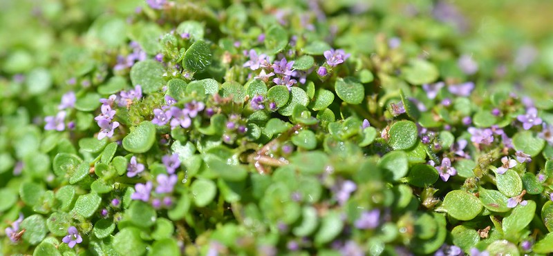 Mentha requienii (Corsican mint)