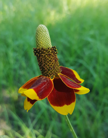 Mexican Hat (Ratibida columnifera) flower