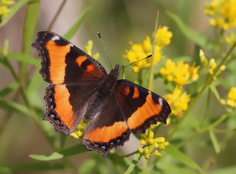 Milbert's Tortoiseshell butterfly