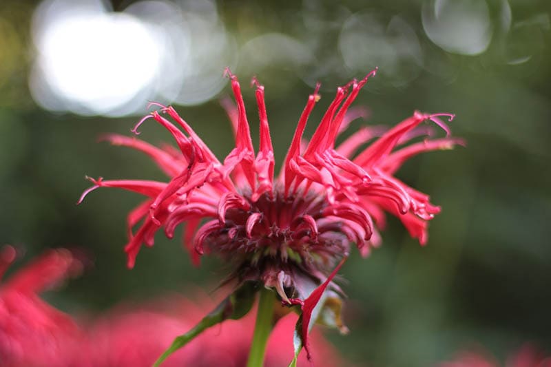 Monarda