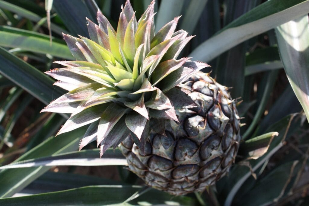 Monte Lirio Pineapple