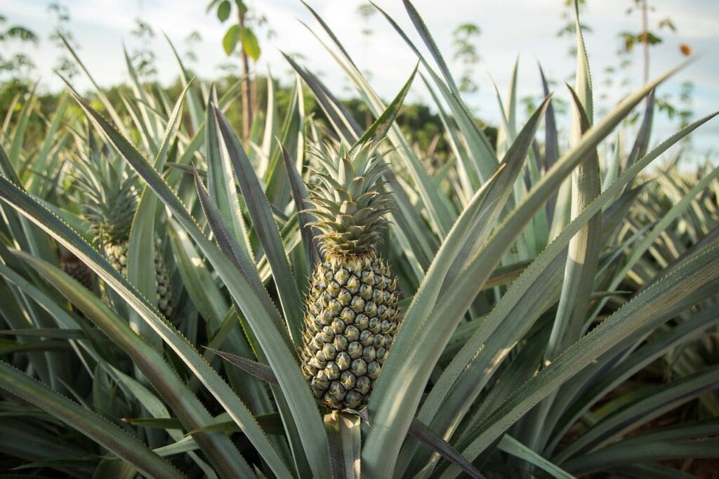 Mordilona Pineapple