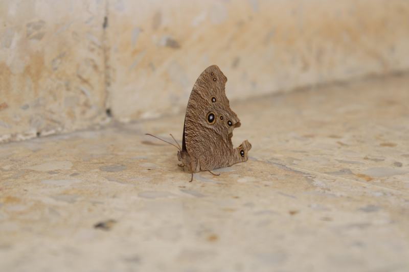 Moth Butterfly (liphyra brassolis)