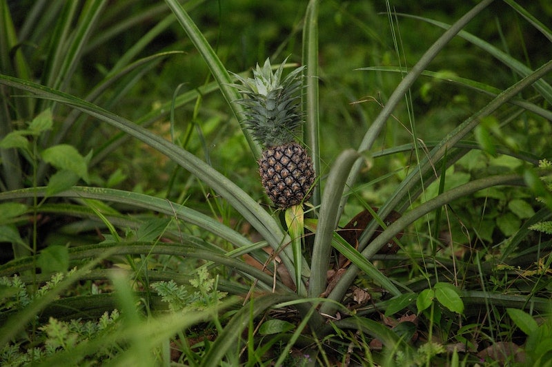 Natal Queen pineapple