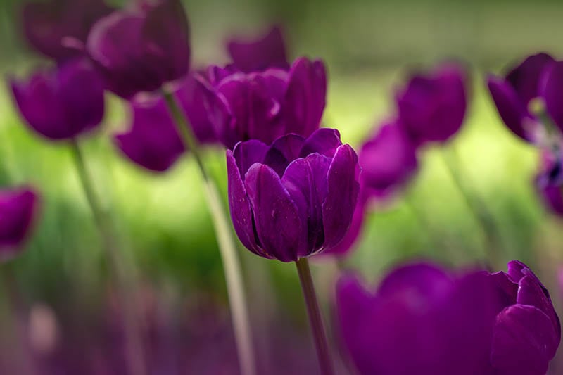 Negrita tulip