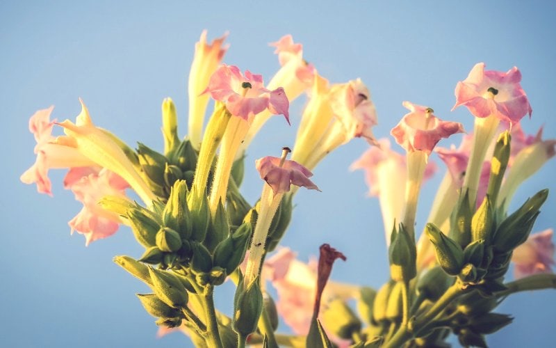 Nicotiana or tobacco plant flowers