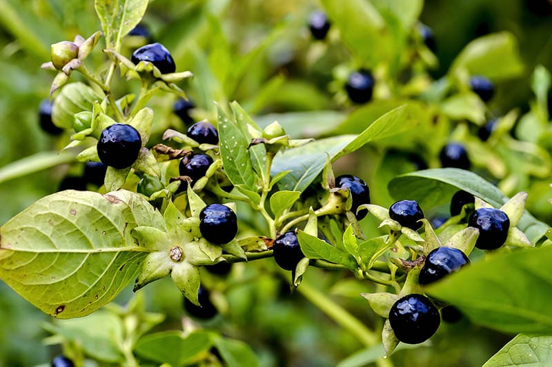 Nightshade plant