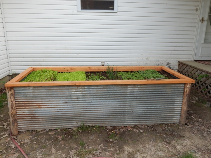 Old metal garden bed with rust