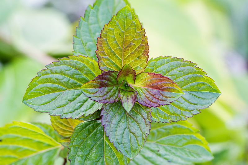 Orange Mint (Mentha x piperita citrata)