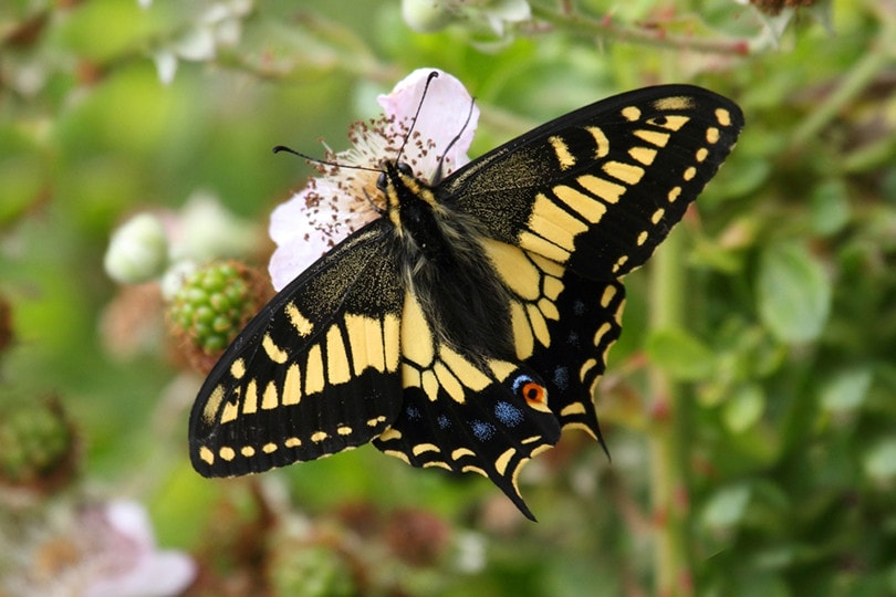 Oregon Swallowtail Butterfly