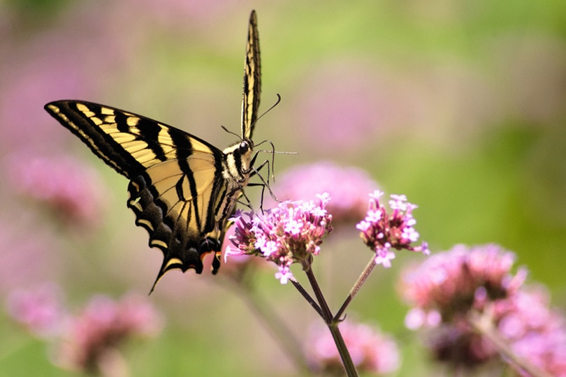 Oregon swallowtail butterfly