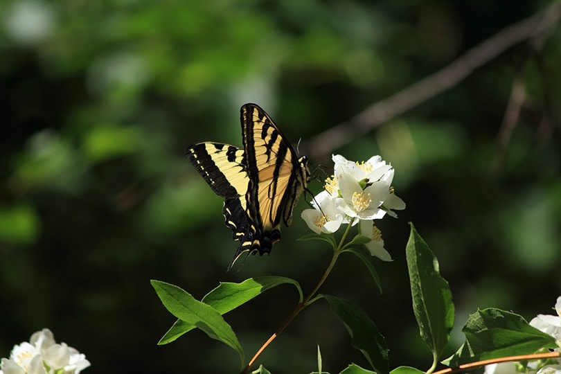 Oregon swallowtail Butterfly