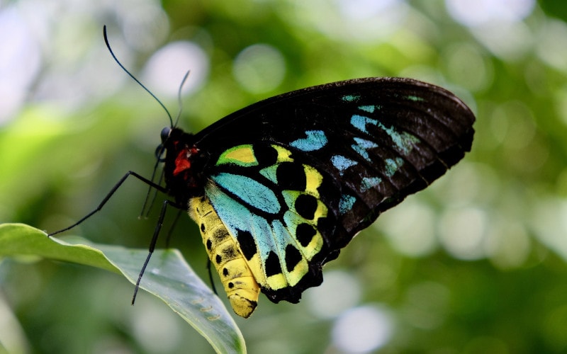 Ornithoptera euphorion or Cairns Birdwing