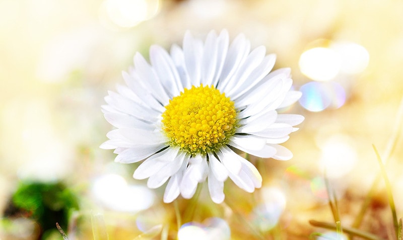 Painted Daisy