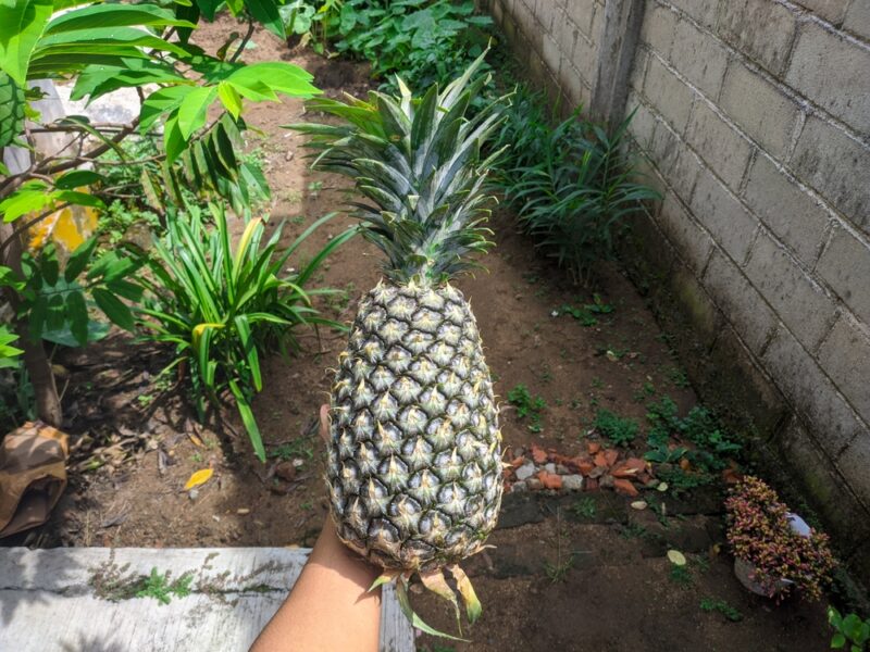Panare Pineapple