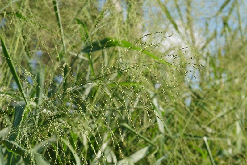 Panicum virgatum, commonly known as switchgrass