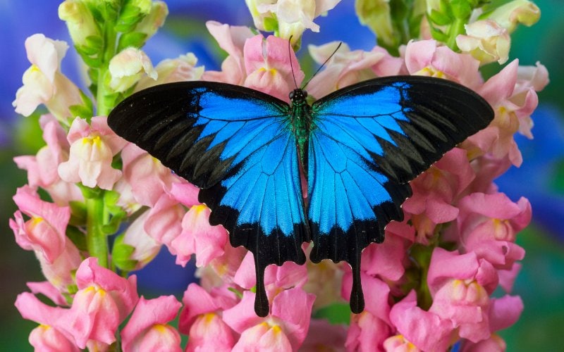 Papilio Ulysses or Ulysses mountain blue Swallowtail butterfly