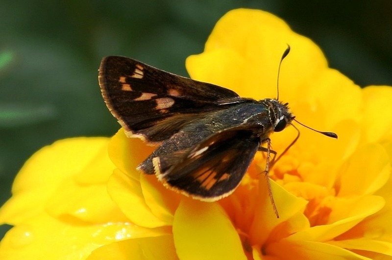 Peck's Skipper butterfly on a yellow flower
