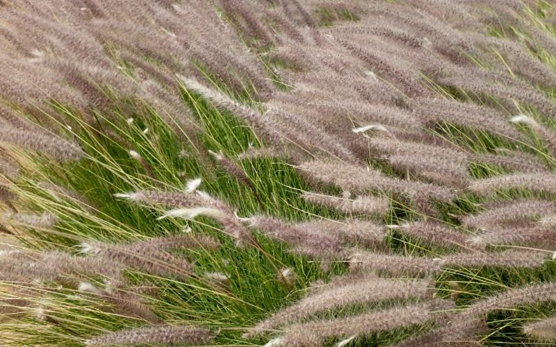 Pennisetum or fountain grass