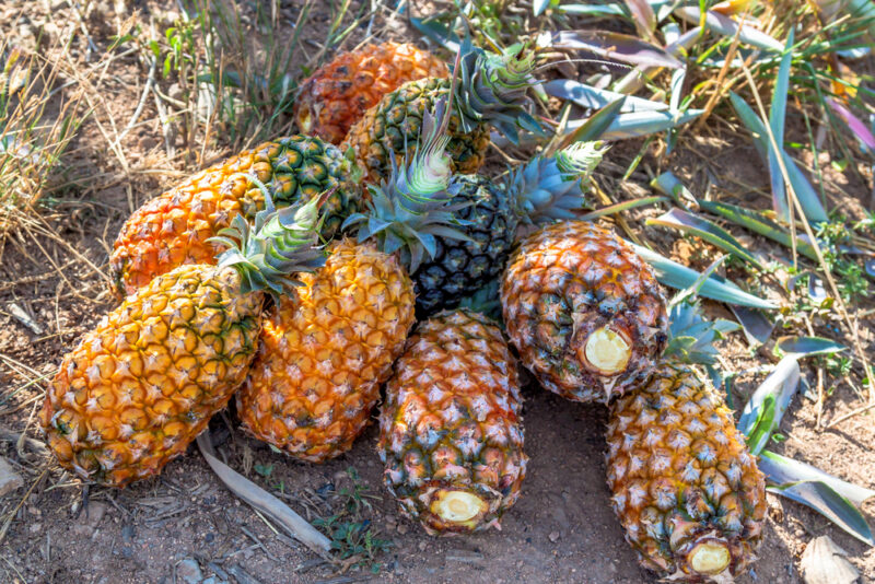 Pernambuco Pineapple