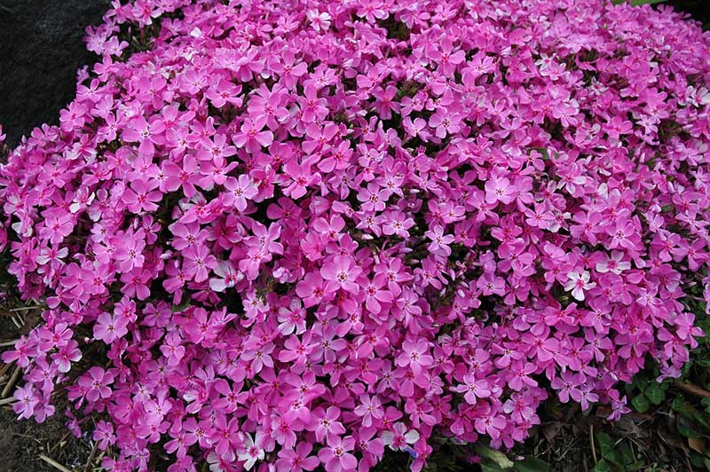 Phlox