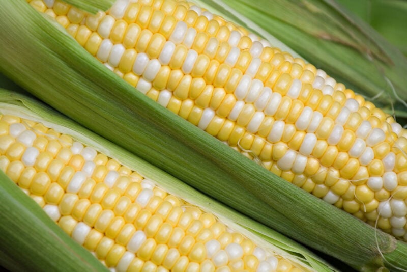 Picasso Hybrid Corn
