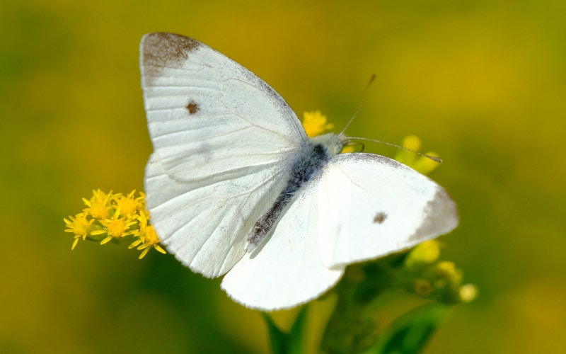 Pieris Rapae or cabbage white butterfly