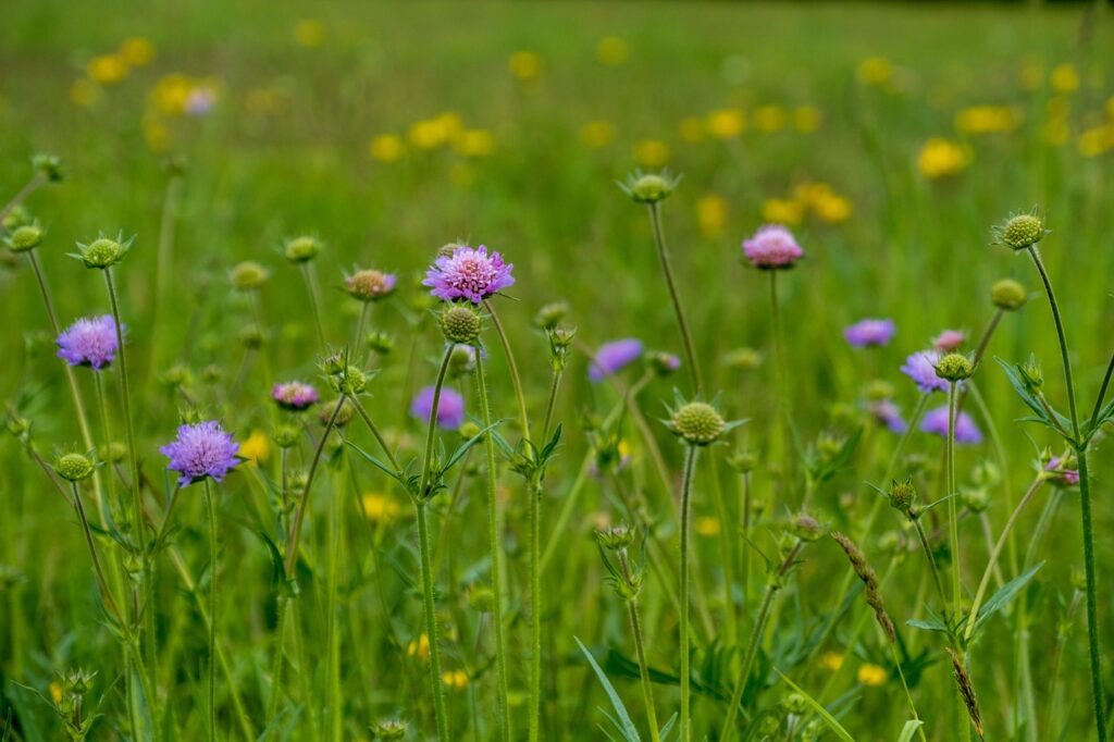 Pincushions