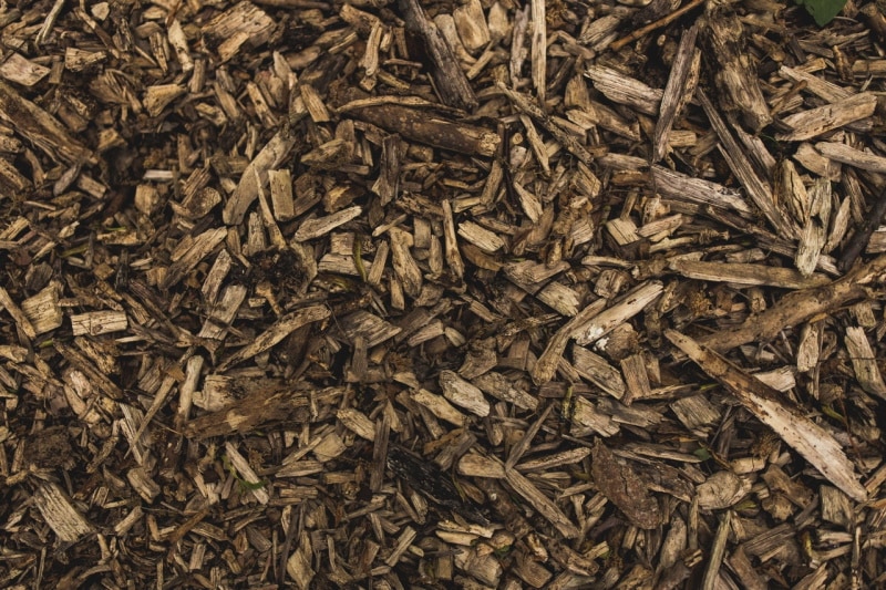 Pine bark chips on the ground