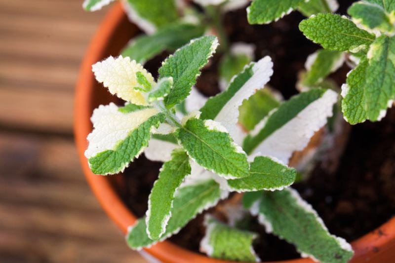 Pineapple Mint (Mentha suaveolens “Variegata”)
