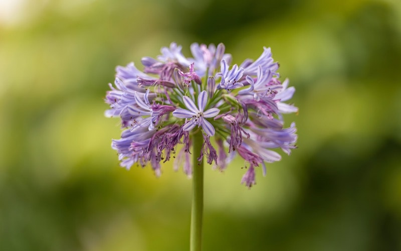 Pink Agapanthus or African lily