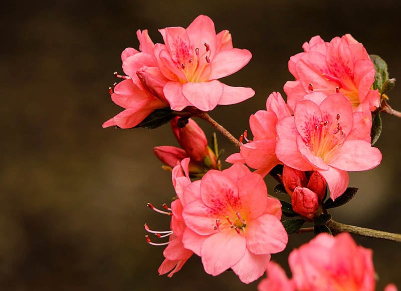 Pink Azaleas