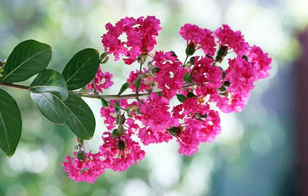 Pink Crepe Myrtle