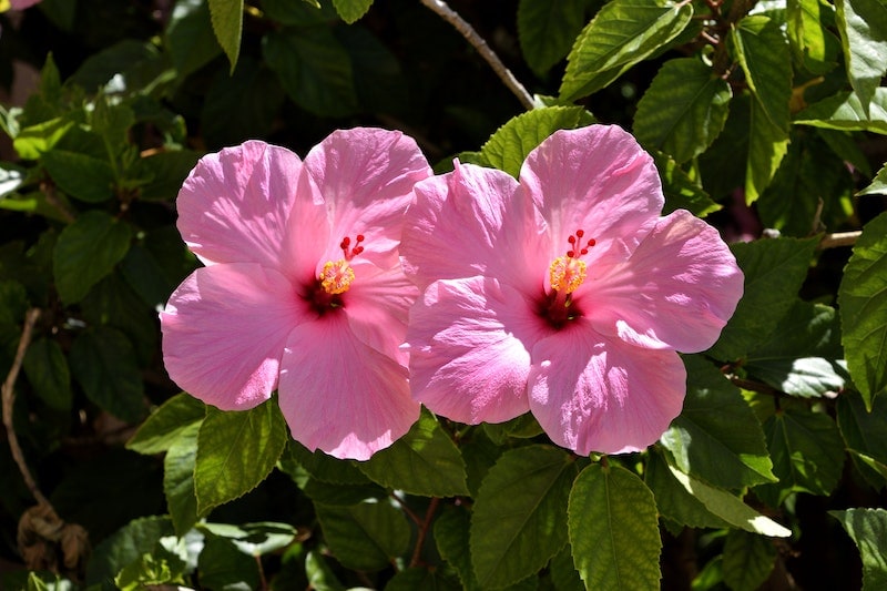 Pink Rose of Sharon