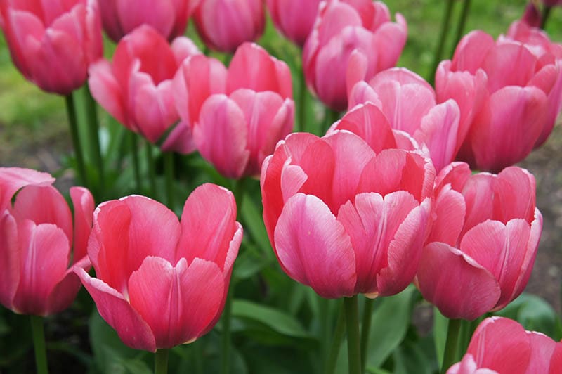 pink impression tulip