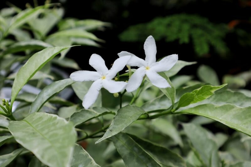 Pinwheel Gardenia