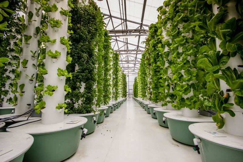 Plants growing at an aeroponic food farm